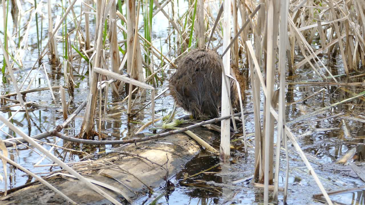 una rata almizclera se arrastra sobre un tronco, en busca de comida, y se aleja nadando