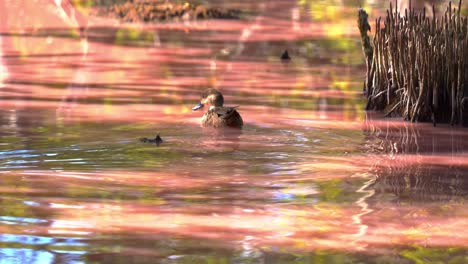 Pato-Gris-Salvaje-Nadando-Y-Remando-En-Los-Humedales-De-Manglares,-Buscando-Invertebrados-A-Lo-Largo-De-Un-Canal-De-Color-Rosa-Lechoso-De-Alta-Salinidad-Durante-La-Estación-Seca-Con-Floración-De-Algas-Verde-azules