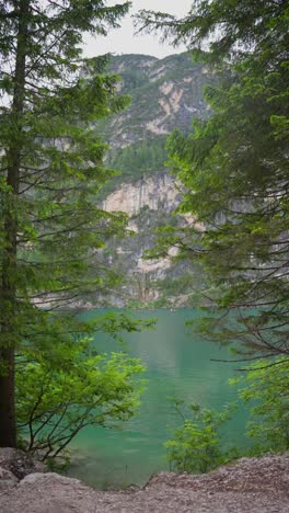 vertical - prags dolomites and lago di braies through fir trees in south tyrol, italy