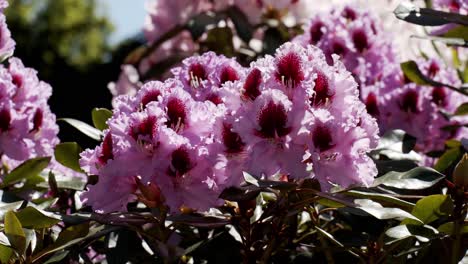 Bright-sunny-day-and-blooming-pink-flowers-on-bush-with-green-leaves