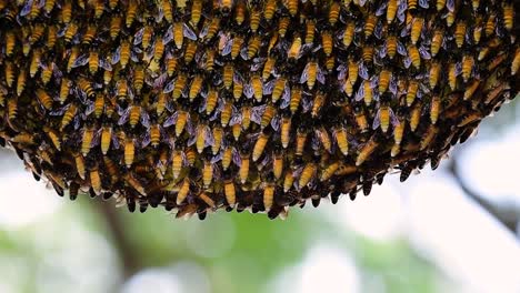 Giant-Honey-Bees-are-known-to-build-large-colonies-of-nest-with-symmetrical-pockets-made-of-wax-for-them-to-store-honey-as-their-food-source