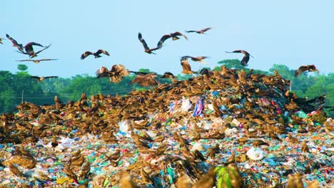 black kites prey birds flying and eating from landfill waste in bangladesh, environmental disaster
