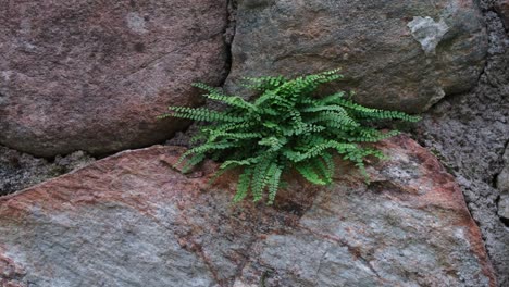 Lush-green-fern-growing-on-old-stone-wall,-close-up