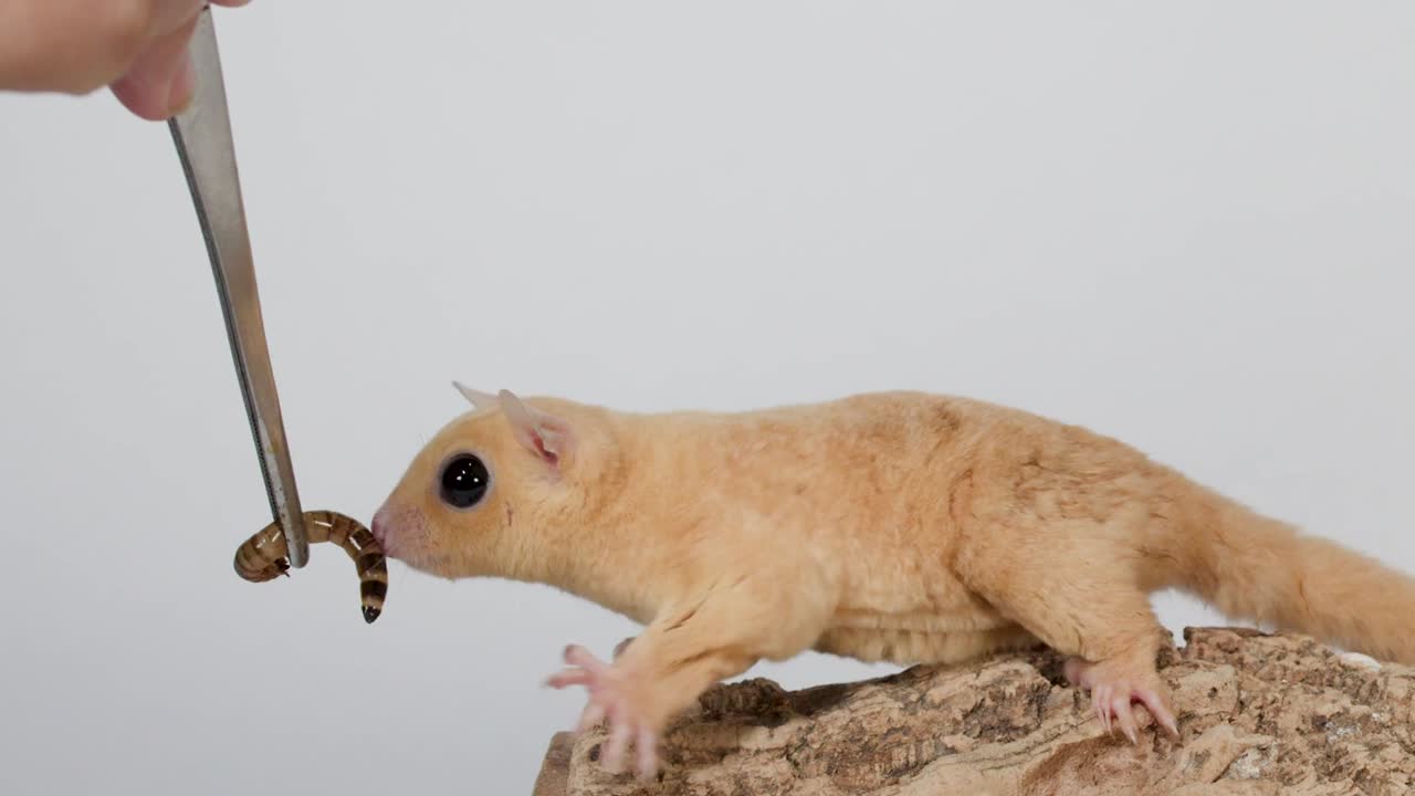 Primo piano di un petauro dello zucchero su un posatoio di roccia che mangia una larva di tenebrione da pinzette di metallo.
