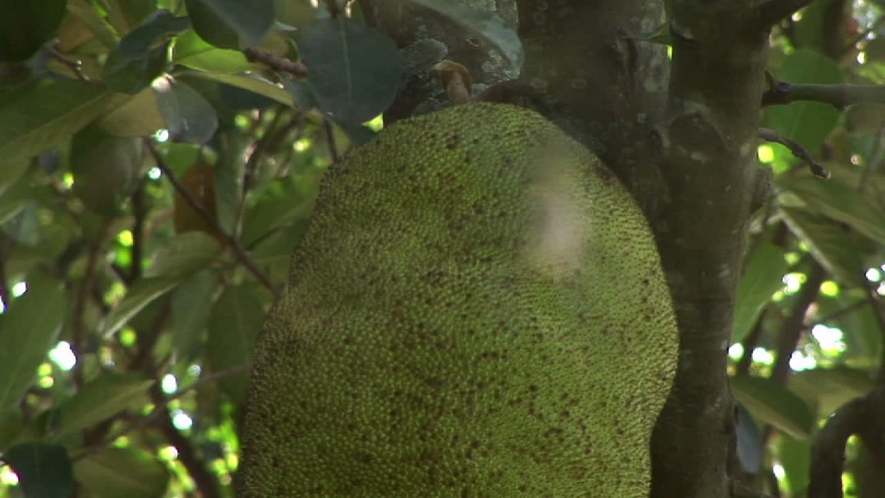 거미가 잭프루트 나무 앞 거미줄에 매달려 있다
