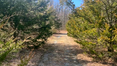 Walking-along-nature-path-during-sunny-day