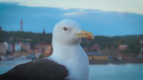 close up of seagull, standing near the beach with the city coast line visible in background