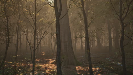 misty autumn forest with morning fog