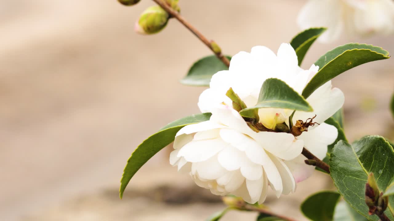 una abeja poliniza una flor blanca en ballarat