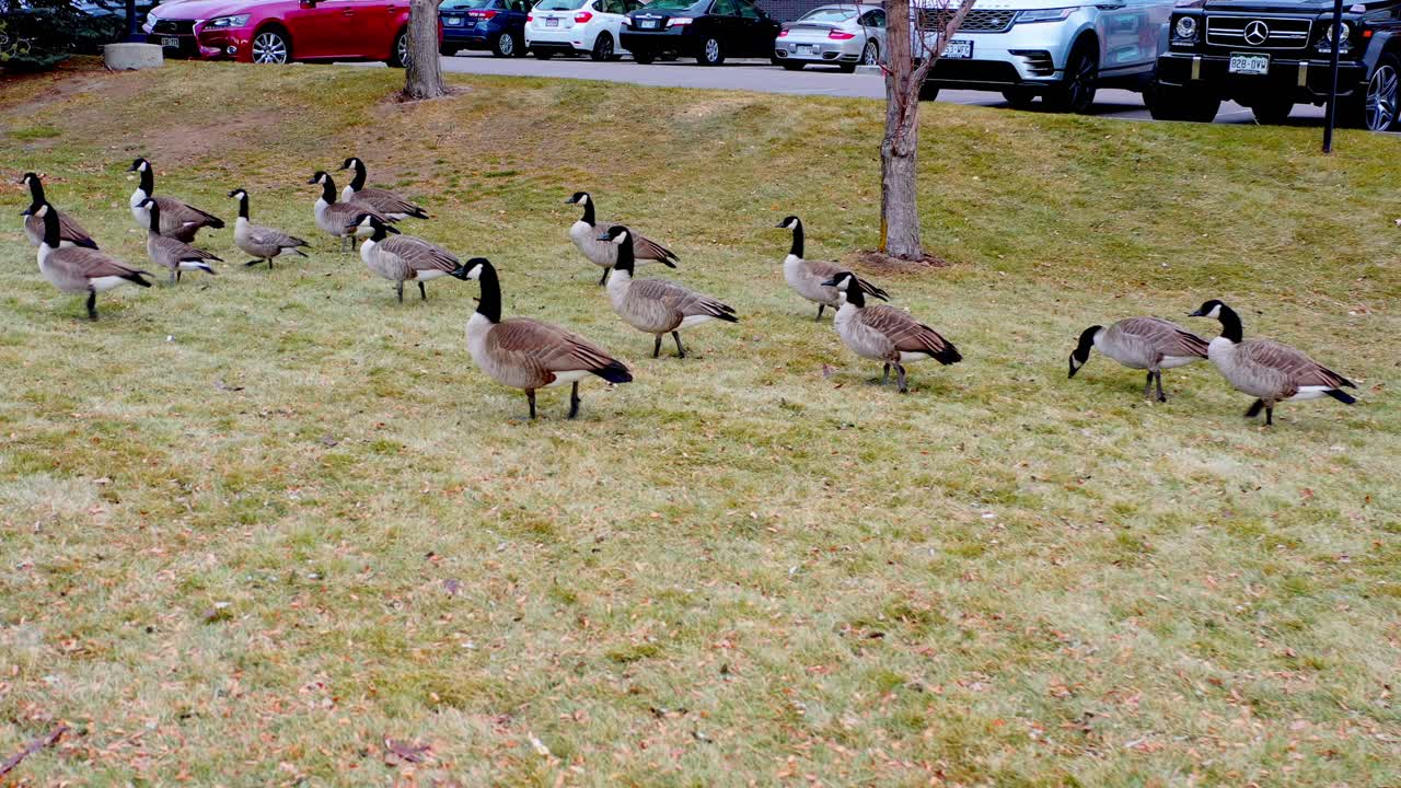 콜로라도에서 겨울 이동하는 동안 야생 캐나다 기러기의 샷