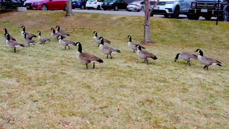 Shots-of-wild-Canadian-Geese-during-their-winter-migration-in-Colorado