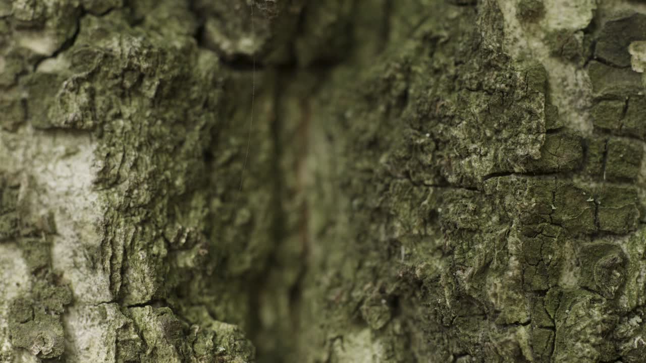 Close-up of Tree Bark Texture