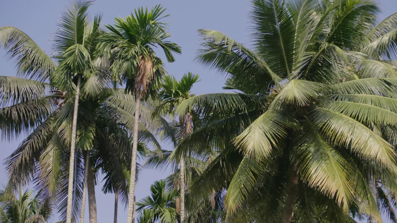 vista de barco lento mirando hacia las palmeras en los remansos de kerala con reflejo de agua visto en las hojas de palma y un cielo azul sin nubes