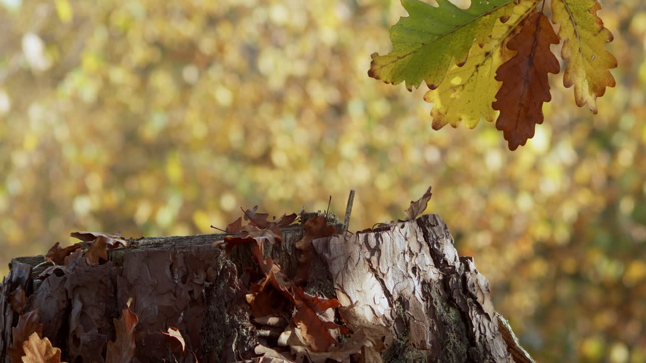 Tree stump with space for product placement, natural mockup, template or stage for presentation