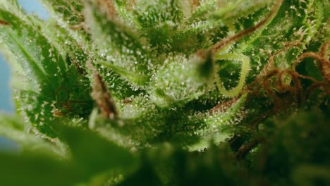 detalle macro del capullo de cannabis hacer zoom y mostrar tricomas con lente de sonda