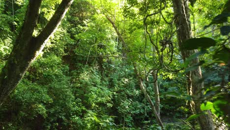 northern colombia, minca, we find cloud forests high up in its mountains