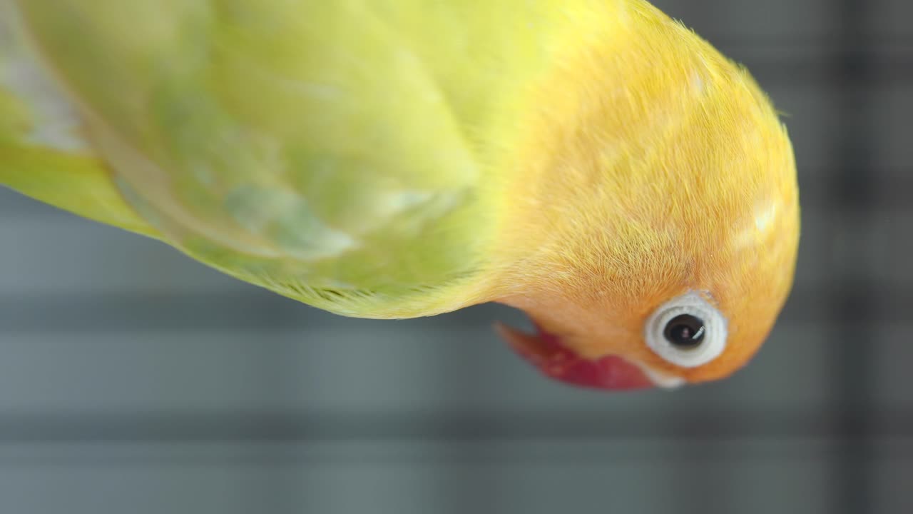 Close-up of a Lovebird