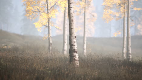 sunrise fog in birch tree forest