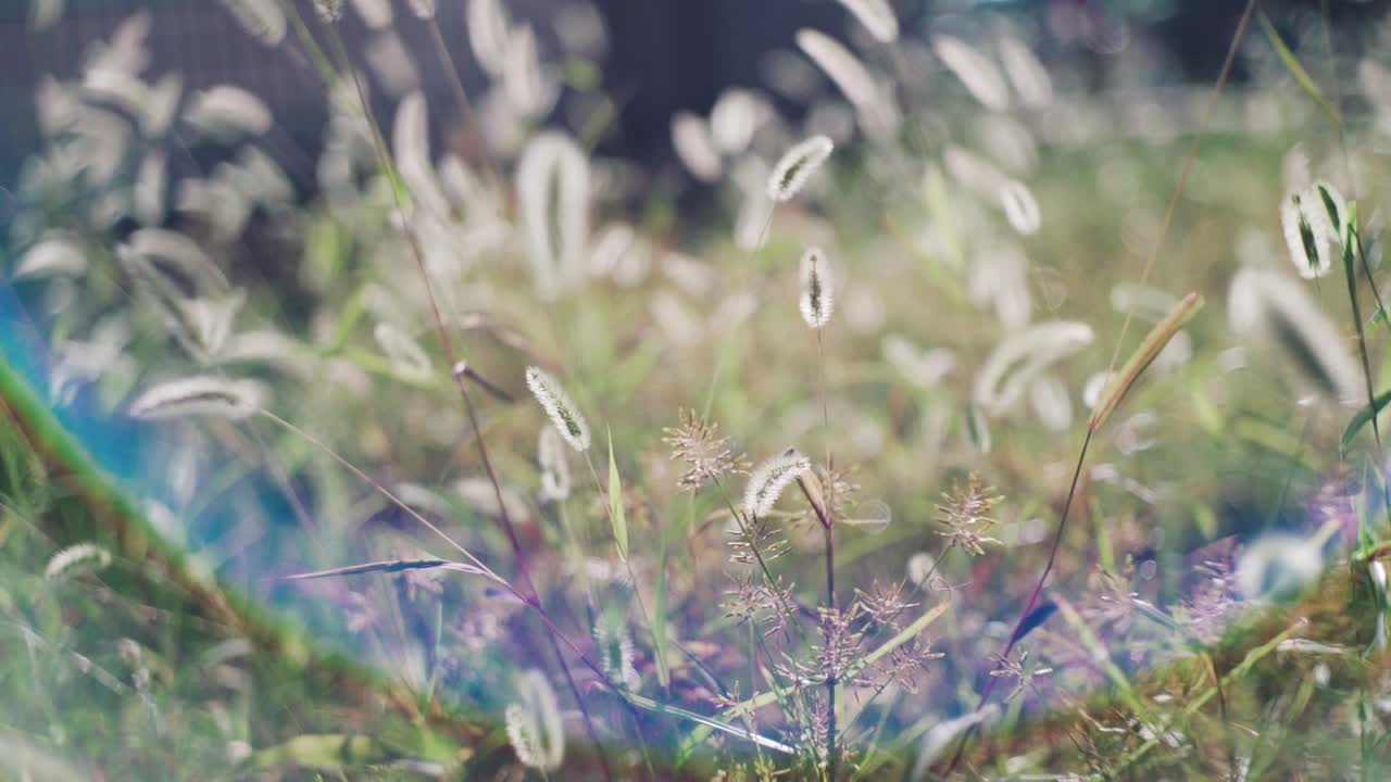 silvergrass japonés meciéndose en el viento con arco iris bokeh durante el día