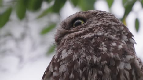 closeup of little owl sitting on branch and looking around attentively, leaves move in breeze