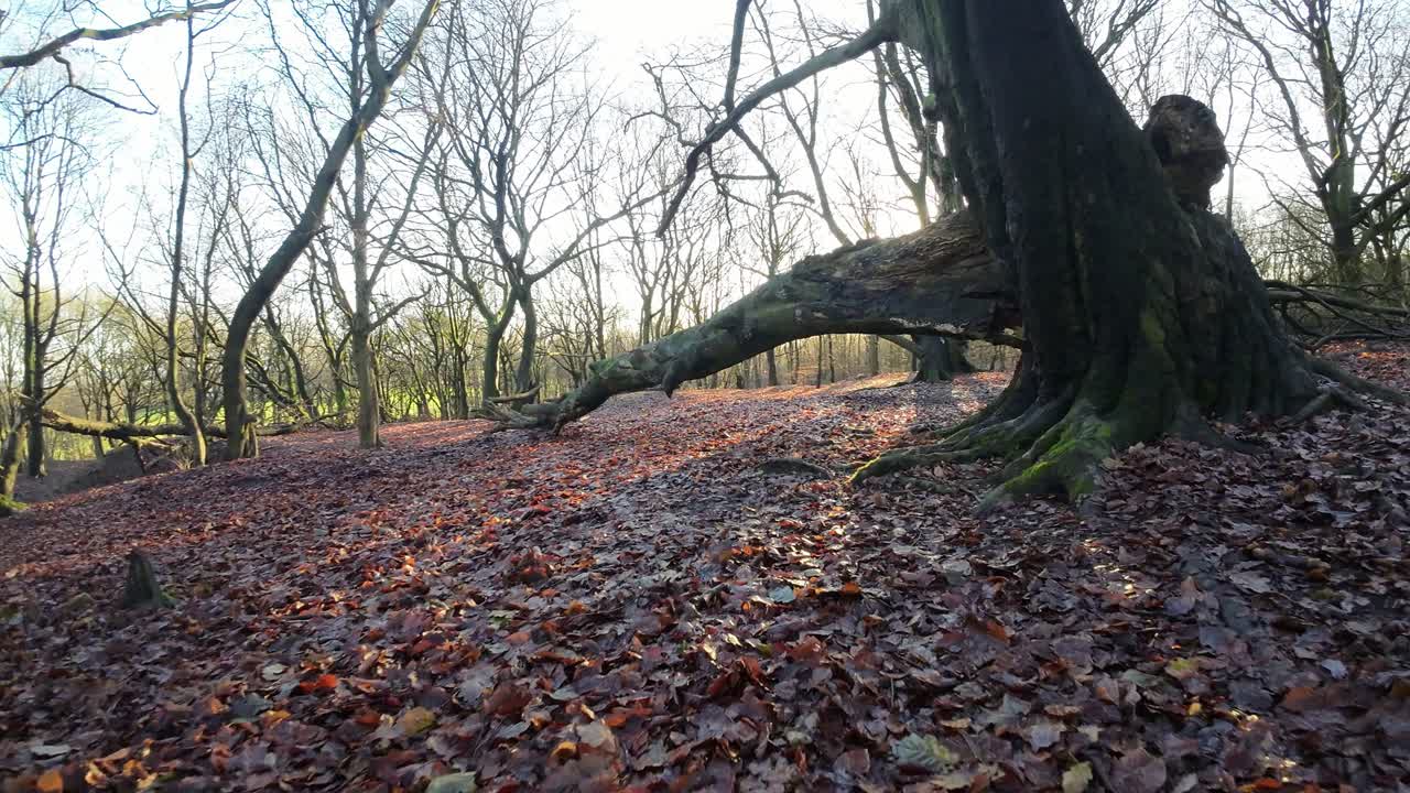 FPV drone flying under fallen woodland forest trees glowing sunrise searching autumn terrain