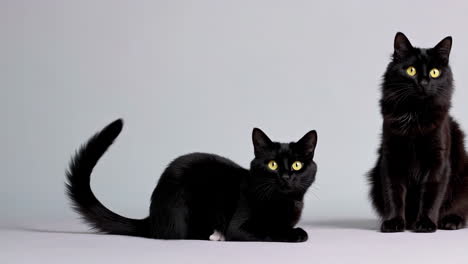 two black cats in studio