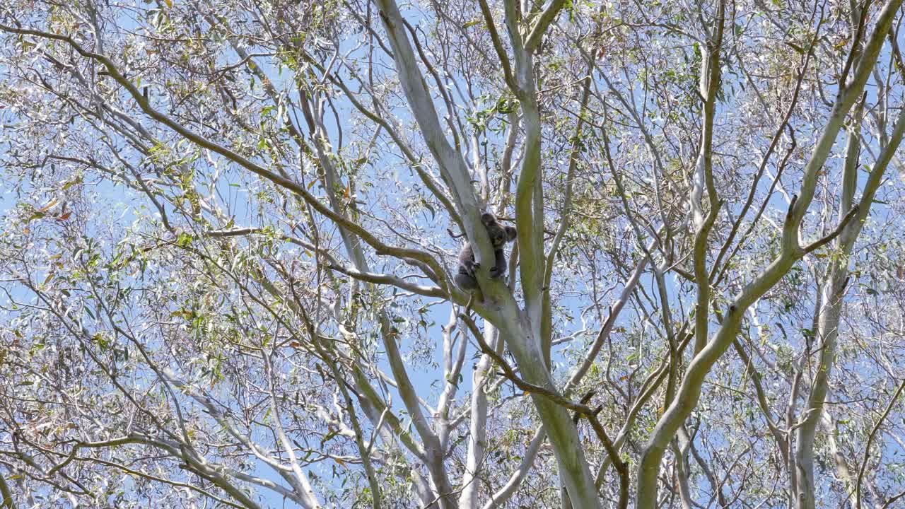 유칼립투스 나무에서 자고 있는 야생의 상징적인 원주민 호주 코알라 곰