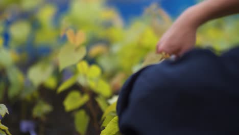 the hands of a winegrower pruning the vines with scissors in order to let them grow better