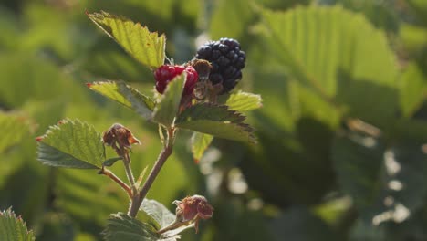 Picking wild blackberries in sunny spring time in slowmotion