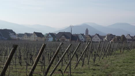 el viñedo fuera de la aldea francesa, kaysersberg. el fondo del paisaje montañoso