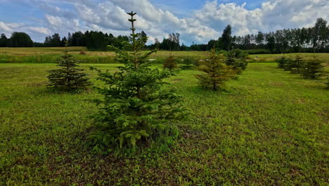 reforestation by planting young pine trees in a field landscape