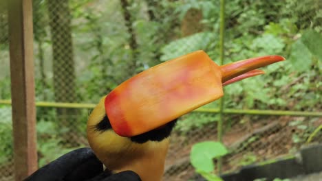 un primer plano de un rinoceronte con el pico de cuerno