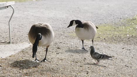 2-Gänse-Fressen-Futter-Und-Stören-Tauben---Stanley-Park-Vancouver