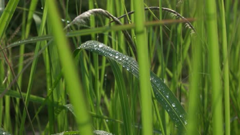 Gotas-De-Rocío-Matutino-Sobre-Hojas-De-Hierba-Verde