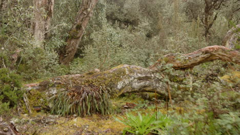 Bosque-Nuboso-Y-Vegetación,-Cámara-Estable