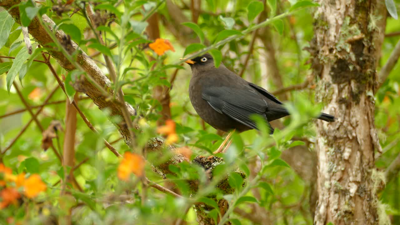 trush sentado en la rama en la selva de costa rica, ave nacional