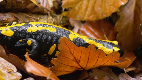 yellow black poisonous fire salamander creeps through leaves very close up