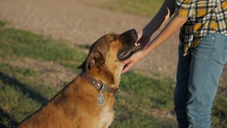 female hand stroking dog, close up