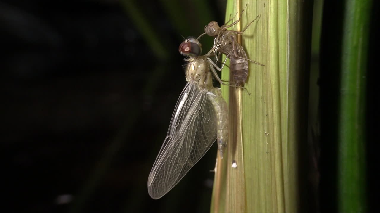 잠자리는 탄생변태를 겪는다 2