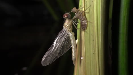 una libélula sufre una metamorfosis de nacimiento 2
