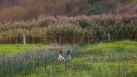 un par de gansos peregrinos en el exuberante campo verde con hierba salvaje en el fondo que sopla en el viento