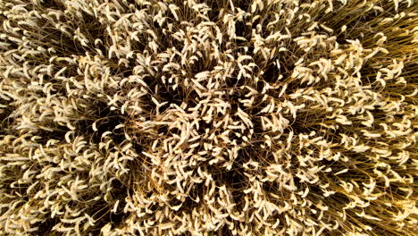 mature and ripe wheat grains in a rural farm ready for harvest in kielno, poland - drone shot