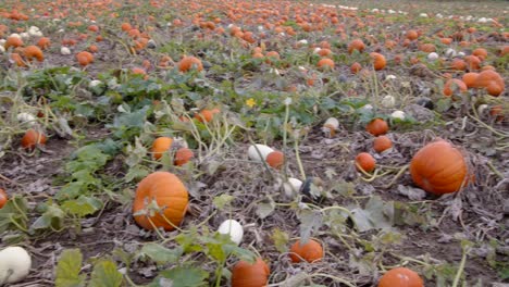 Panning-pan-shot-of-a-farmers-field-with-mixed-coloured,-pumpkins-growing