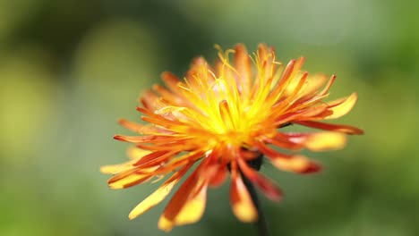 Crepis,-In-Einigen-Teilen-Der-Welt-Allgemein-Bekannt,-Ist-Eine-Gattung-Einjähriger-Und-Mehrjähriger-Blütenpflanzen-Aus-Der-Familie-Der-Asteraceae.