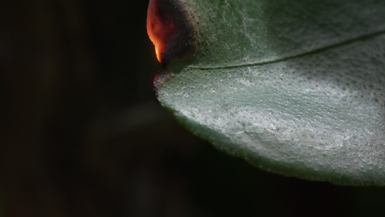 foto de cerca de la hoja quemada