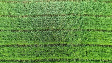 vista superior aérea sobre el exuberante patrón natural de la plantación de arroz verde, java, indonesia