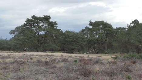 Herd-Of-Deer-Walking-In-Wilderness-With-Trees-And-Grass