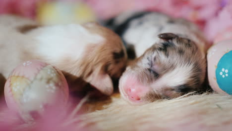 newborn puppy near easter eggs 02