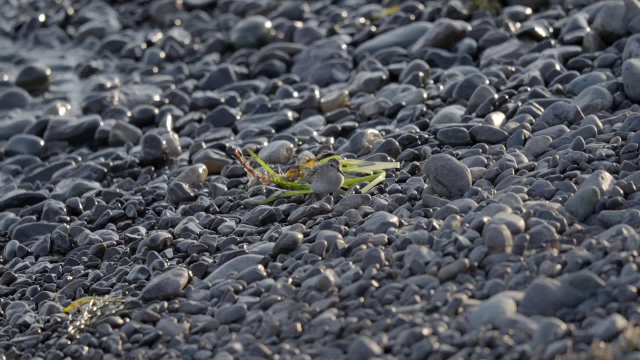 Small Sandpiper Foraging on the Famous Pebble Shore of Jasper Beach
