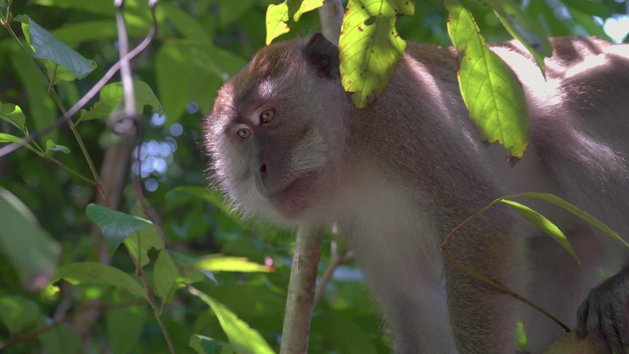 macaco de cola larga, macaco cangrejero mirando alrededor bostezando sentado en ramas de árboles en la selva tropical